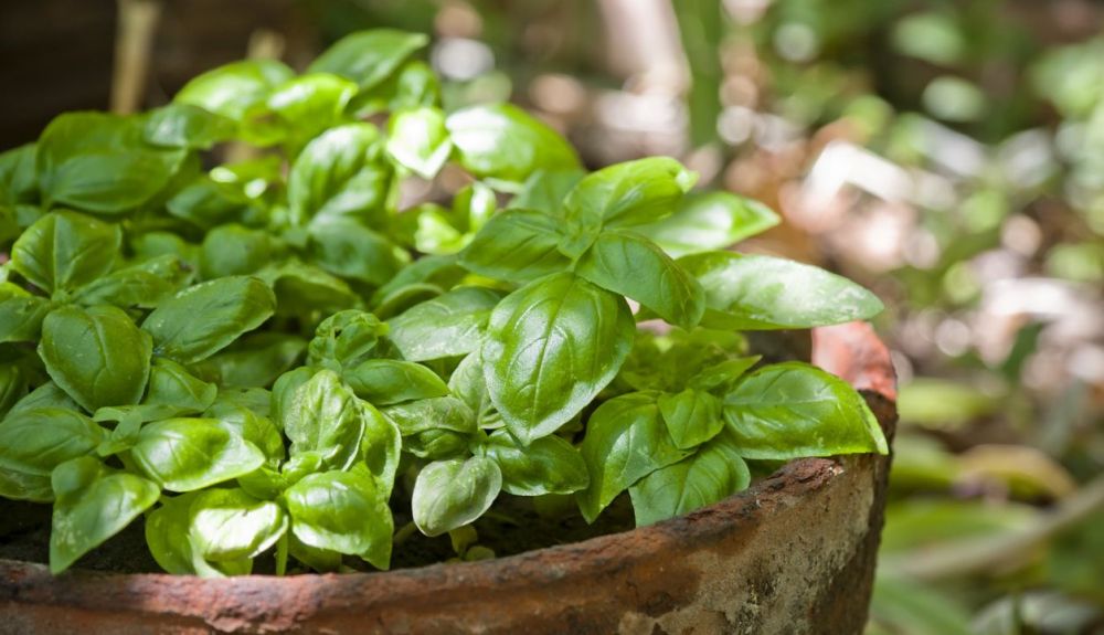 La albahaca se usa como repelente de mosquitos en aceites. La albahaca se usa como repelente de mosquitos en aceites.