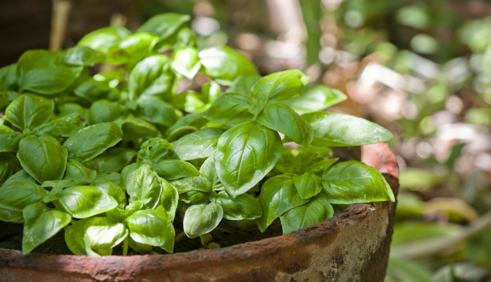 La albahaca se usa como repelente de mosquitos en aceites.