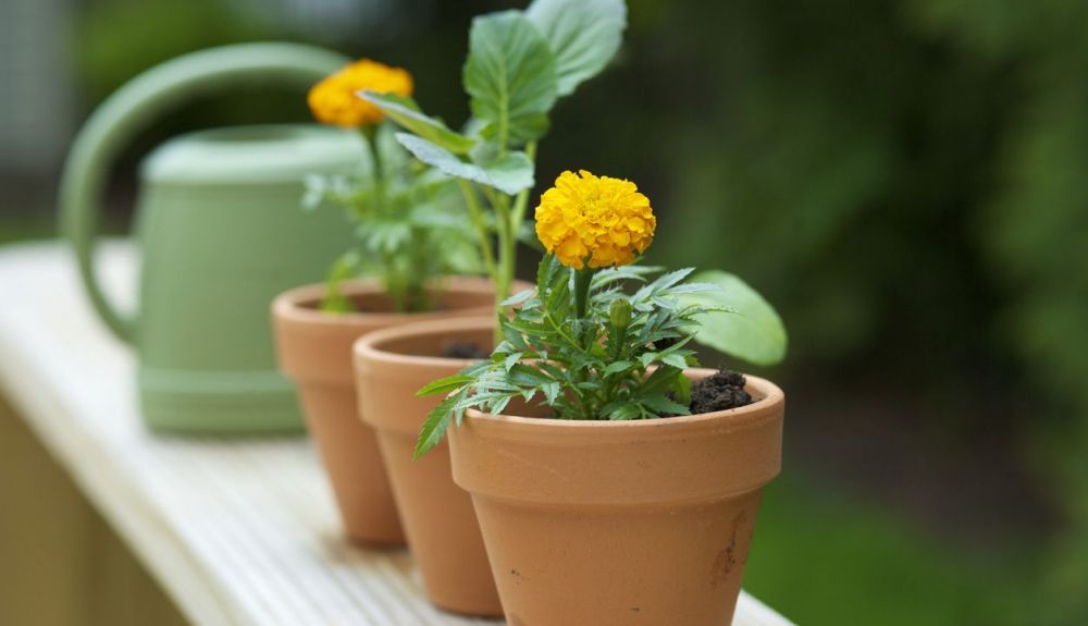 Caléndulas en macetas. Además de decorar el hogar, esta planta tiene muchas propiedades.