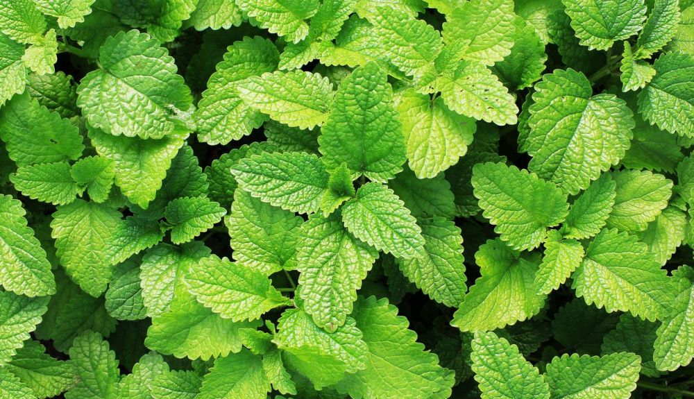 Planta de menta, muy útil como repelente de mosquitos y para aromatizar platos. Planta de menta, muy útil como repelente de mosquitos y para aromatizar platos.