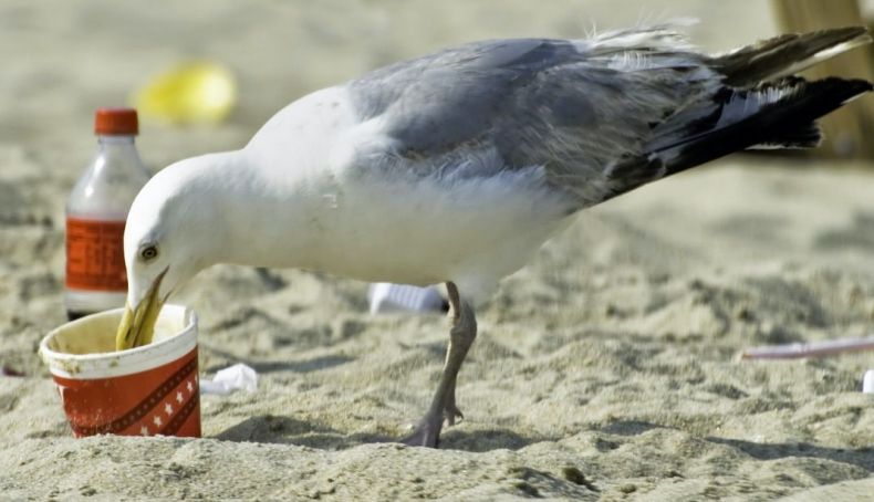 Bolsas de un solo uso, las botellas, los envases de comida y los envoltorios son los cuatro productos más contaminantes Bolsas de un solo uso, las botellas, los envases de comida y los envoltorios son los cuatro productos más contaminantes