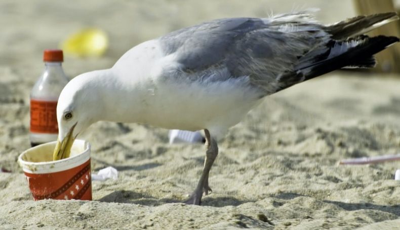 Bolsas de un solo uso, las botellas, los envases de comida y los envoltorios son los cuatro productos más contaminantes