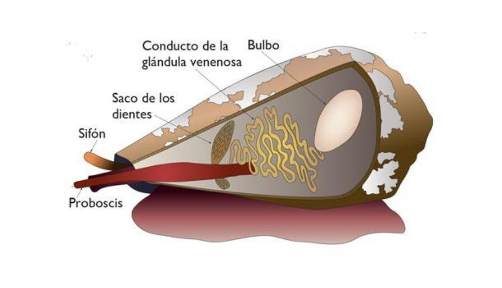 Esquema del caracol marino estudiado.