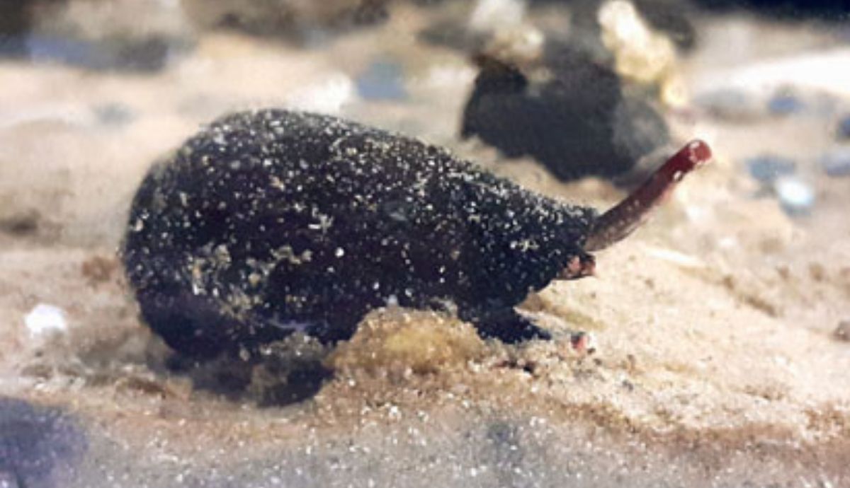 Ejemplar adulto de Lautoconus ventricosus, el caracol marino estudiado. Foto: MNCN.