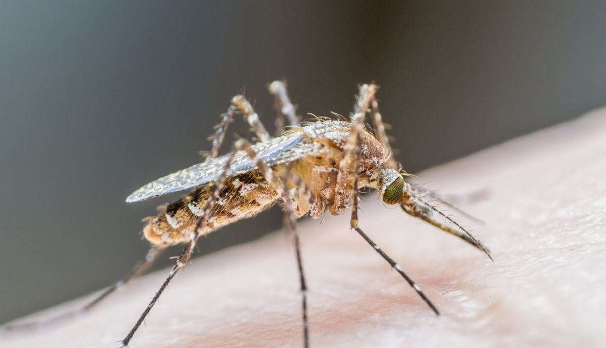 Imagen del mosquito Aedes aegypti, causante del dengue. Foto: IStock.