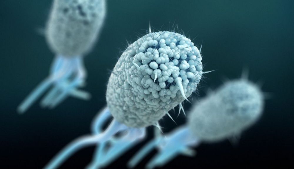 Bacteria Escherichia Coli (E. Coli.) Bacteria Escherichia Coli (E. Coli.)