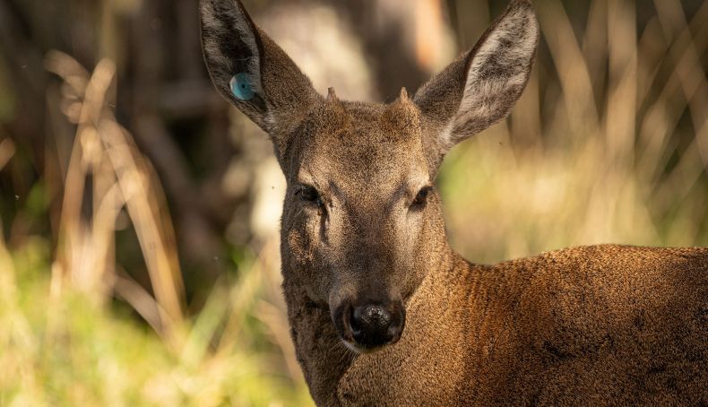 La tecnología satélite permitirá entender por qué el huemul está desapareciendo incluso en los parques.