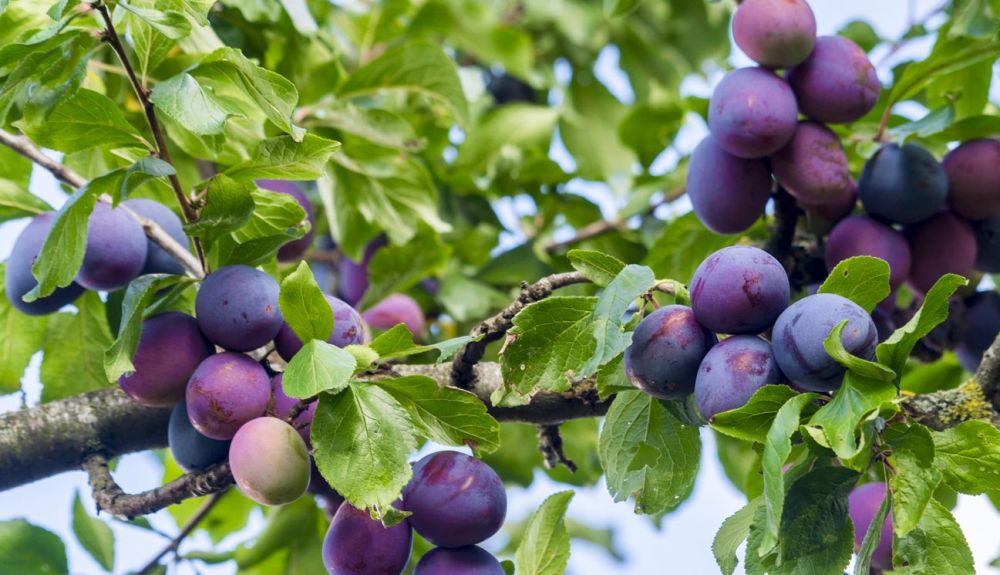Ciruelas azules maduras aún en el ciruelo, uno de los árboles frutales más comunes en España. Ciruelas azules maduras aún en el ciruelo, uno de los árboles frutales más comunes en España.
