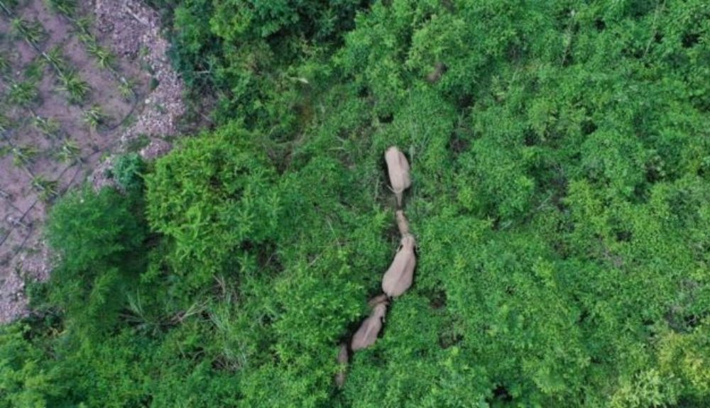 Imagen desde un dron de la manada de elefantes. Imagen desde un dron de la manada de elefantes.