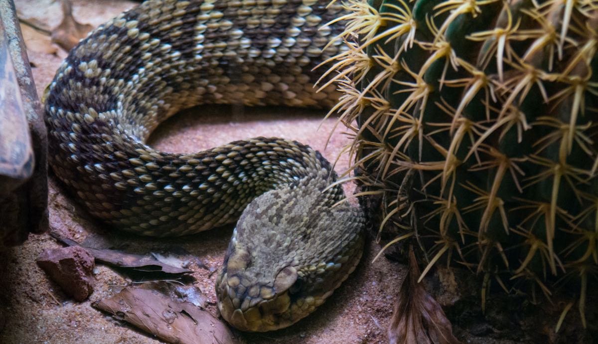 Entre los 15 tipos de serpiente que hay en España, 5 son venenosas. Foto: iStock
