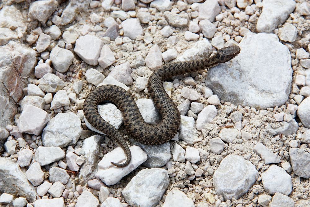 Tipos de serpiente vivora aspid Tipos de serpiente vivora aspid