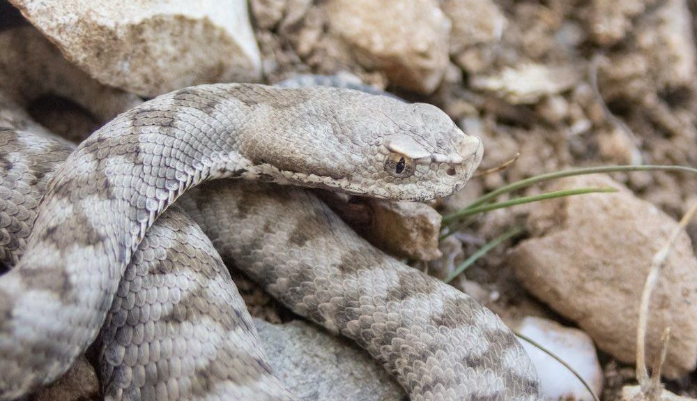tipos de serpientes en espana vivora de nariz chata tipos de serpientes en espana vivora de nariz chata
