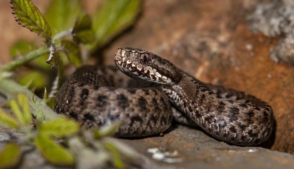 Tipos de serpiente en Espana vivora de Seoane Tipos de serpiente en Espana vivora de Seoane