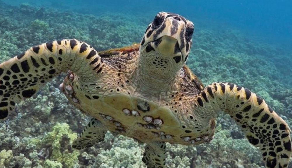 Un ejemplar de tortuga carey, Un ejemplar de tortuga carey,