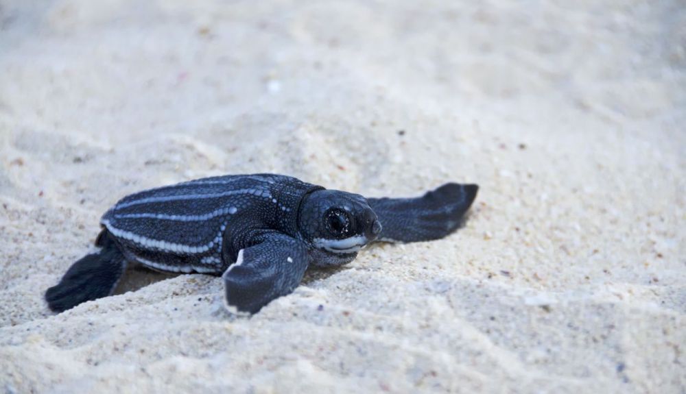 Cría de tortuga laúd.