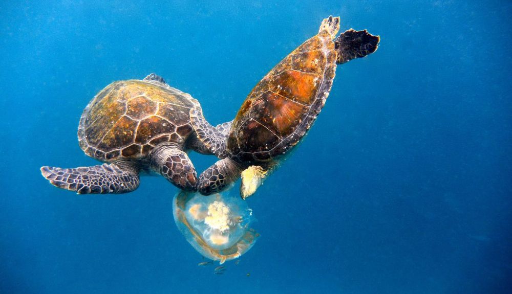 La alimentación de las tortugas marinas varía según la especie que se trate. En la foto, dos tortugas comiendo. La alimentación de las tortugas marinas varía según la especie que se trate. En la foto, dos tortugas comiendo.