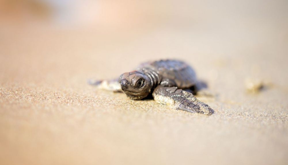 Un ejemplar de tortuga golfina, una de las especies más pequeñas que existen.