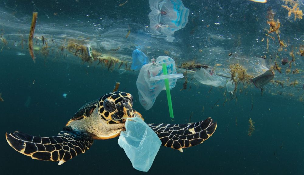 Contaminación plástica de tortugas marinas.