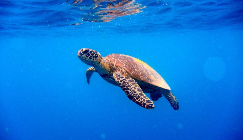 Una tortuga verde nadando hacia la superficie del agua.