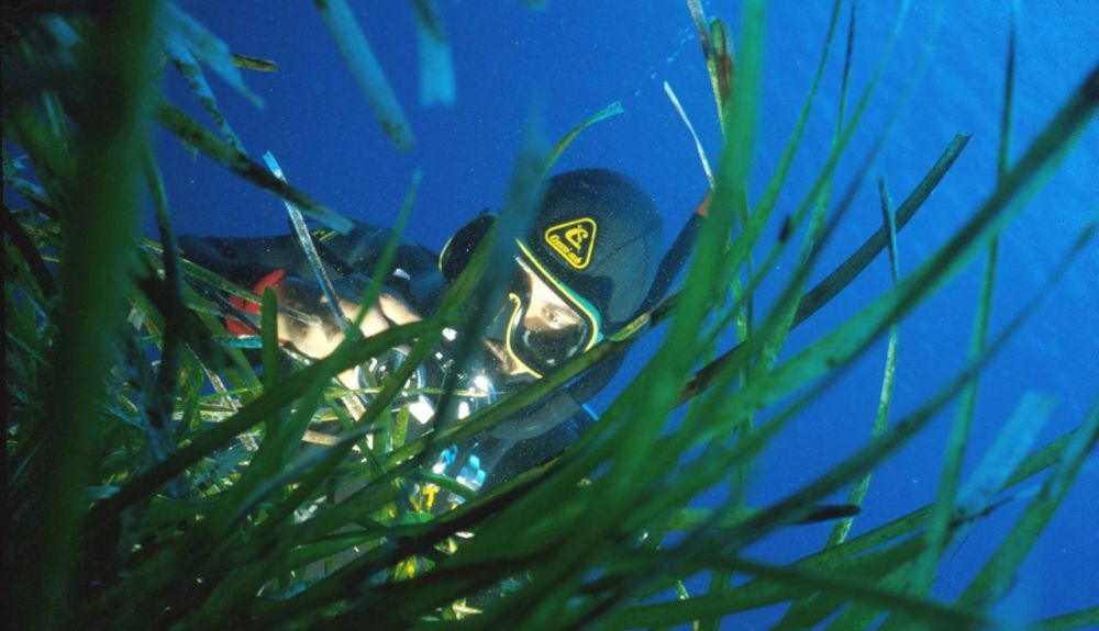 posidonia amenazada por ruido humano posidonia amenazada por ruido humano