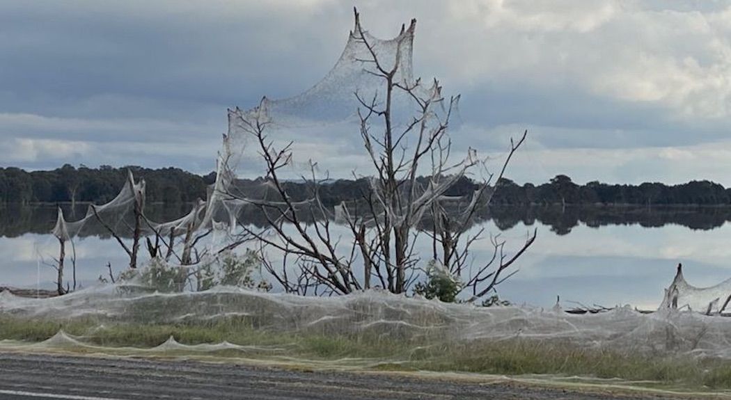 Telarañas en Australia. Foto: Carolyn Crossley