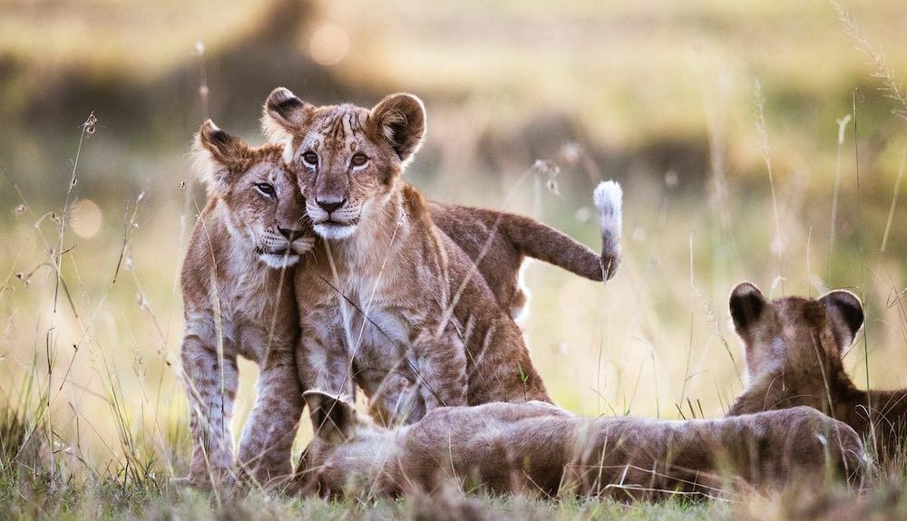 leones elefabtes humanos leones elefabtes humanos