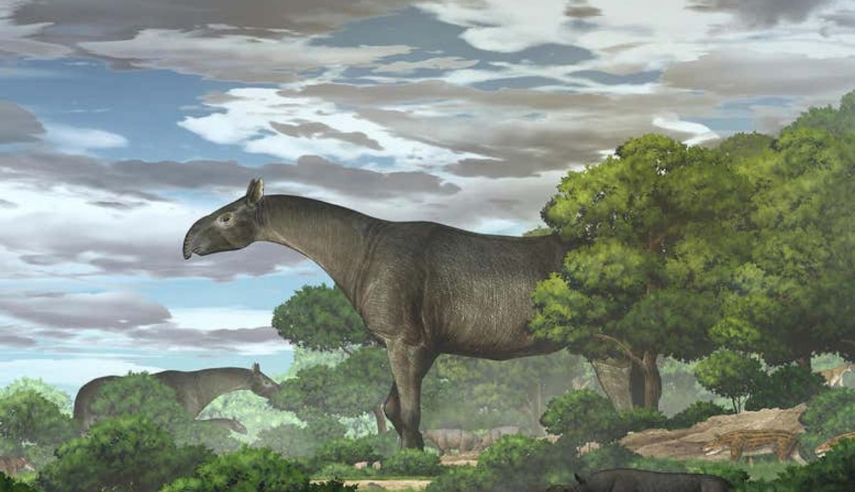 Una recreación del antiguo rinoceronte gigante, Paraceratherium linxiaense.