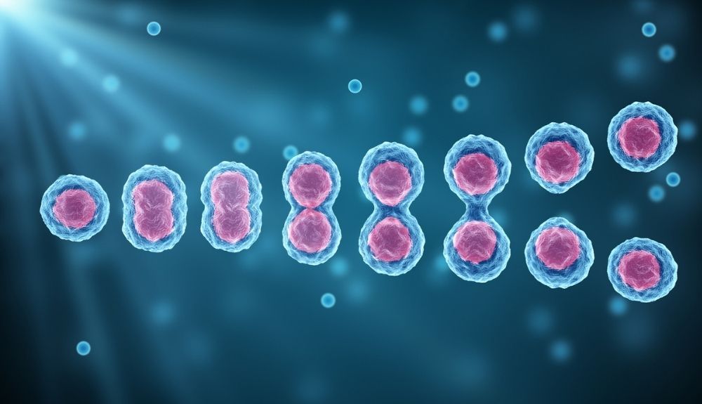 División de células madre del cuerpo humano.