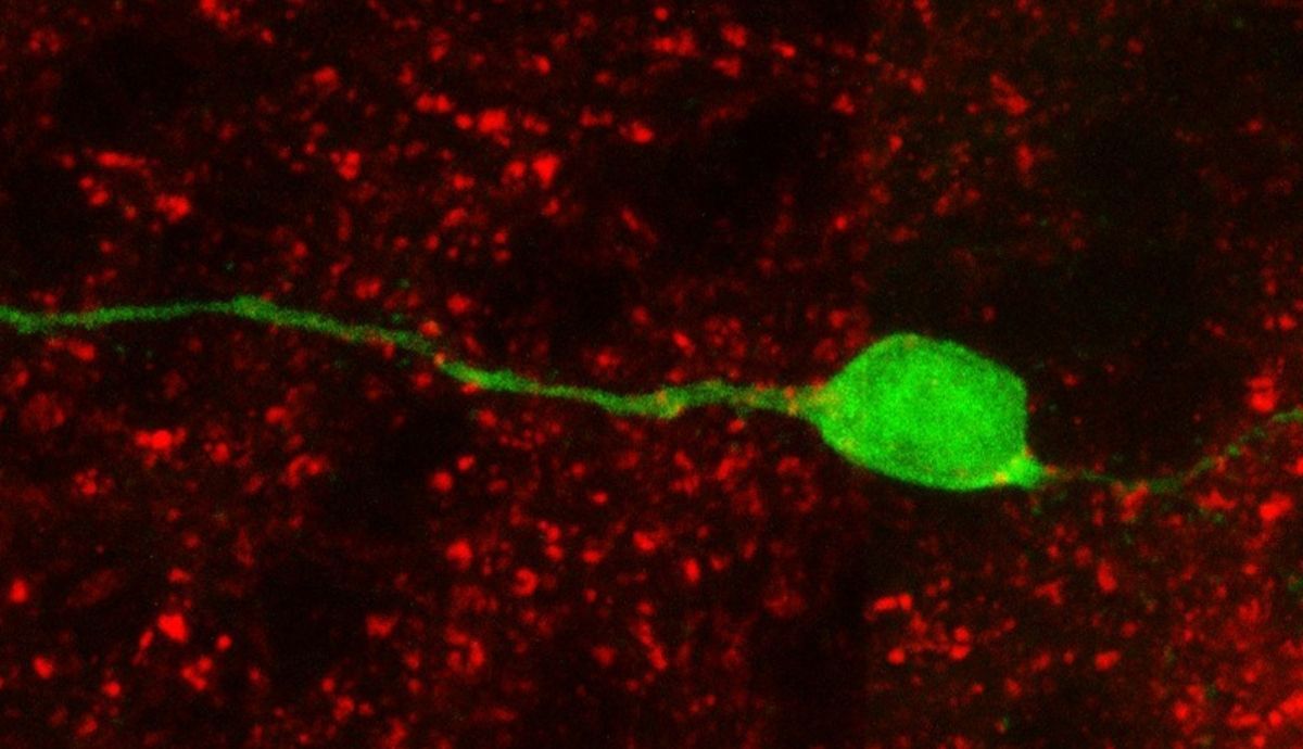 Neurona (verde) generada a partir de células madre neurales del bulbo olfatorio, con botones sinápticos formados por la proteína sinapsina (en rojo), lo que indica contactos sinápticos. 