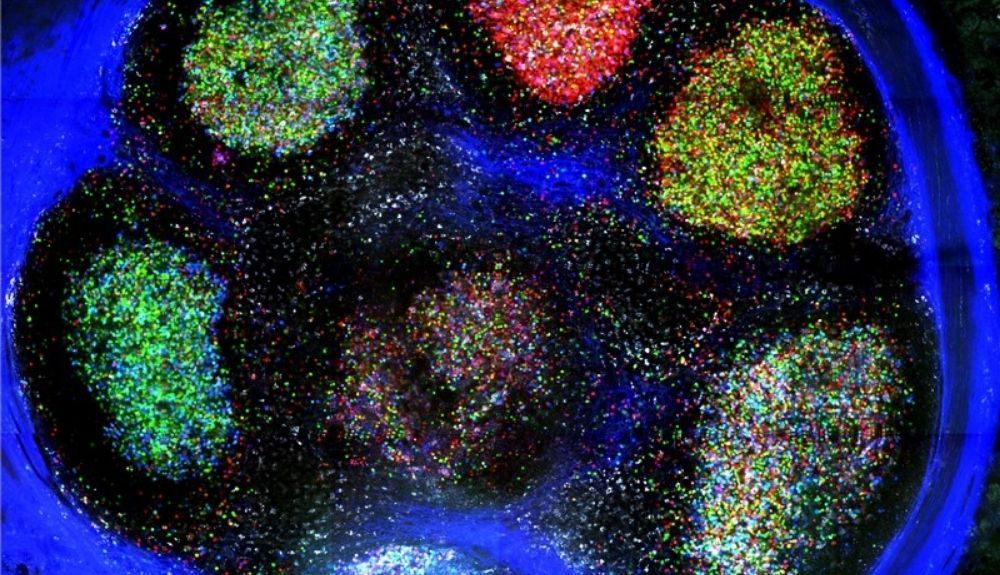 Centros germinales etiquetados con Brainbow. Fuente: Nature.