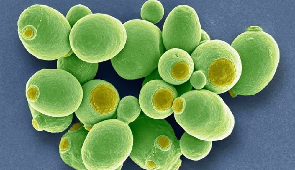 La levadura Saccharomyces cerevisiae es el foco de un proyecto para sintetizar uno de los primeros genomas artificiales no bacterianos.