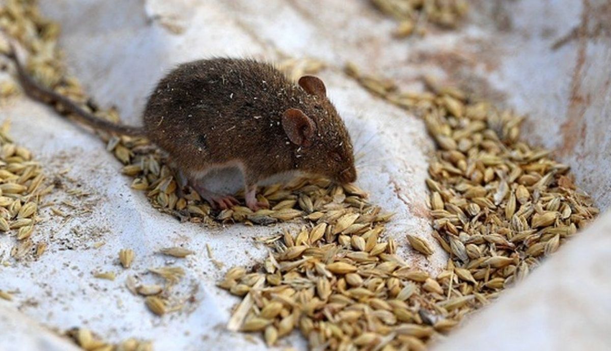 Los ratones obligan al traslado de presos en Australia.