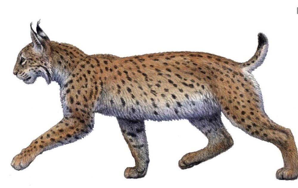 recreacion lince 03