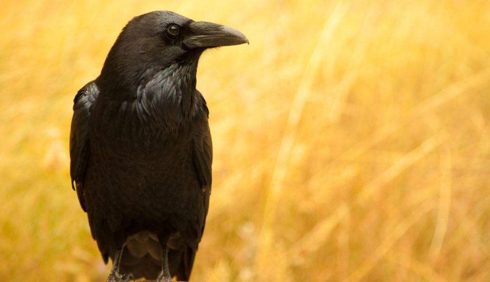 El cuervo es otra de las especies que se ha detectado que tiene comportamientos necrófilos. El cuervo es otra de las especies que se ha detectado que tiene comportamientos necrófilos.
