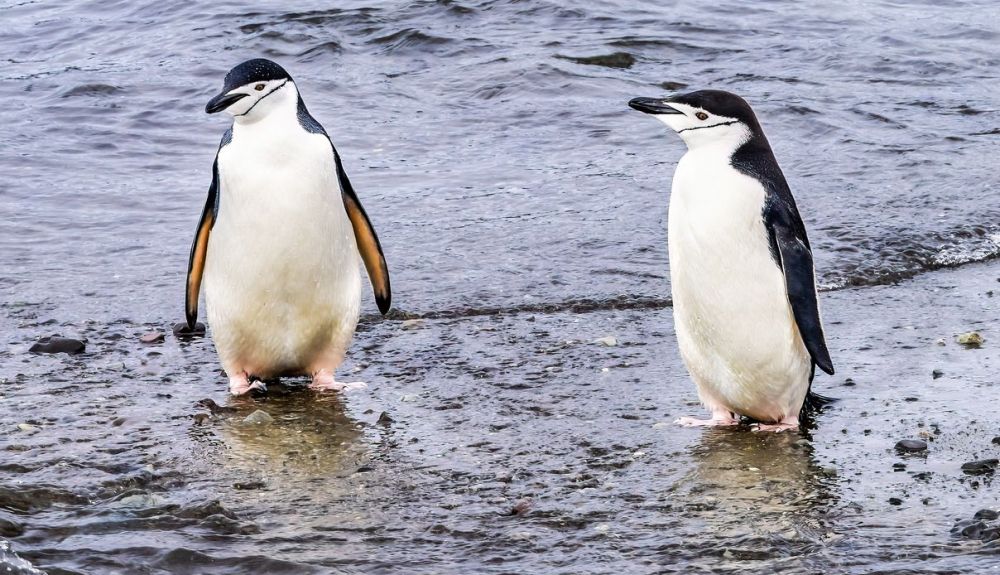 La conducta sexual de los pingüinos de la Antártida incluye la necrofilia. La conducta sexual de los pingüinos de la Antártida incluye la necrofilia.