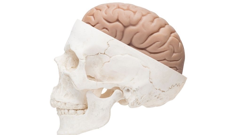 El cerebro está protegido con los huesos del cráneo.