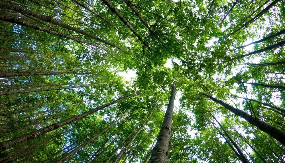 Día del Árbol, una fecha para reivindicar el papel de los árboles como pulmón del planeta. Foto: IStock.