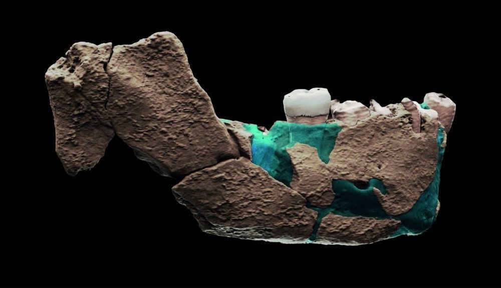 Reconstrucción visual de la mandibula de Nesher Ramia. Reconstrucción visual de la mandibula de Nesher Ramia.