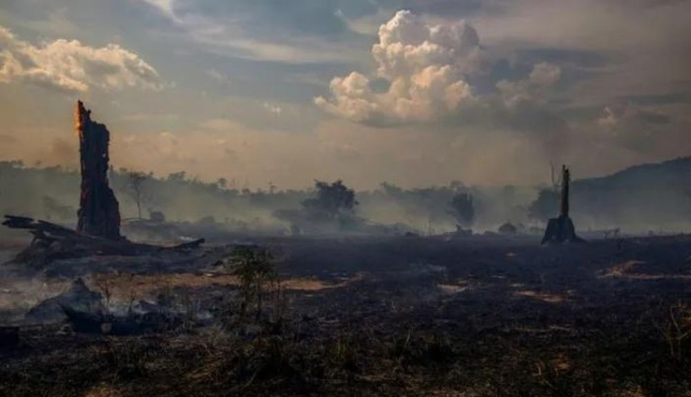 La deforestación, la sequía y los incendios en la Amazonía podrían transformar parte de la selva tropical en un pastizal. La deforestación, la sequía y los incendios en la Amazonía podrían transformar parte de la selva tropical en un pastizal.