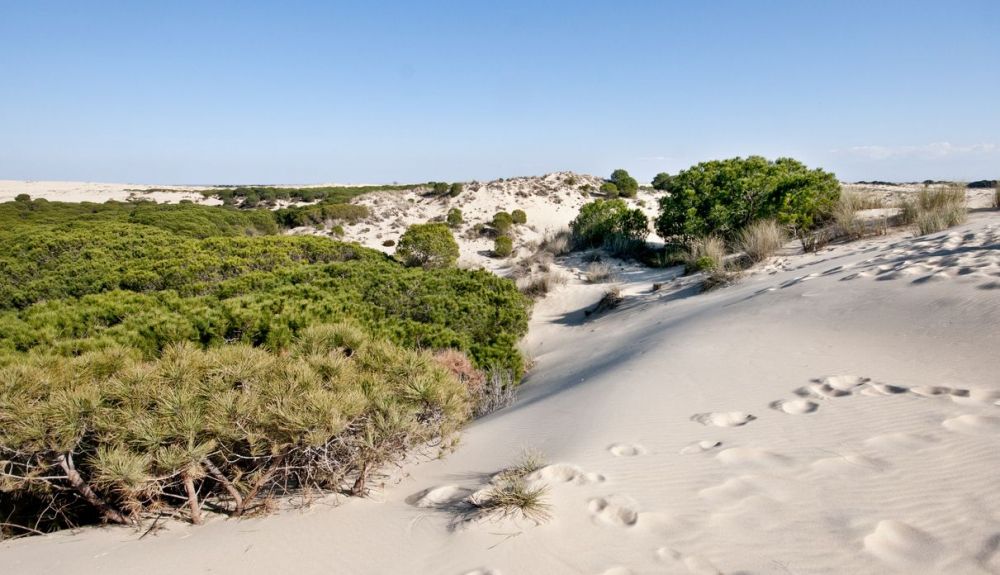 Dunas móviles en Doñana.