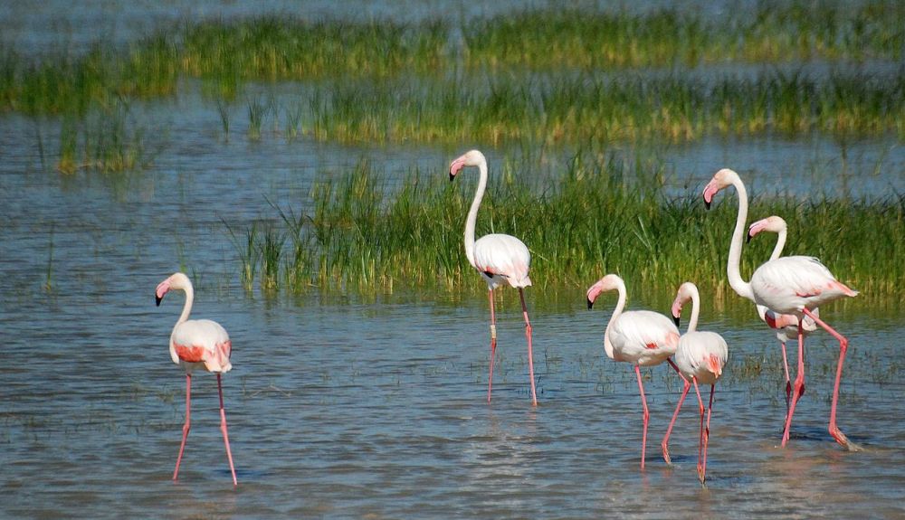 Grupo de flamencos en el Parque Nacional de Doñana.