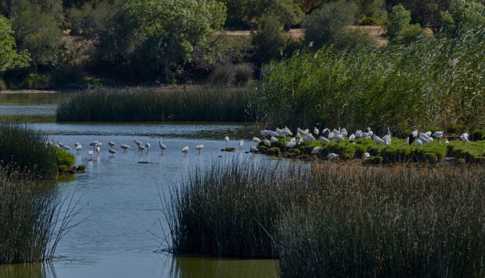 Garcetas y cigüeñas en el parque.