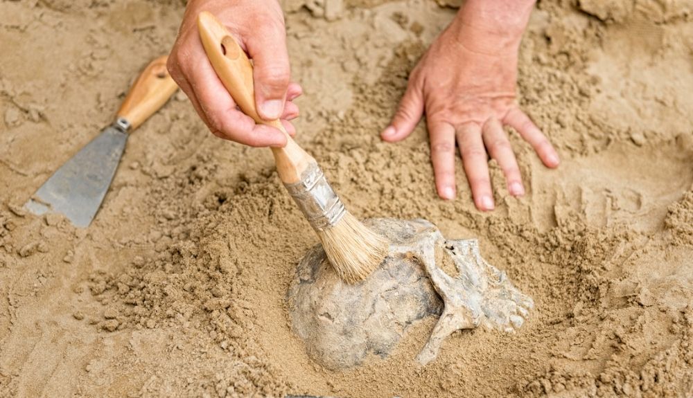 Descubrimiento de un cráneo en una excavación Descubrimiento de un cráneo en una excavación