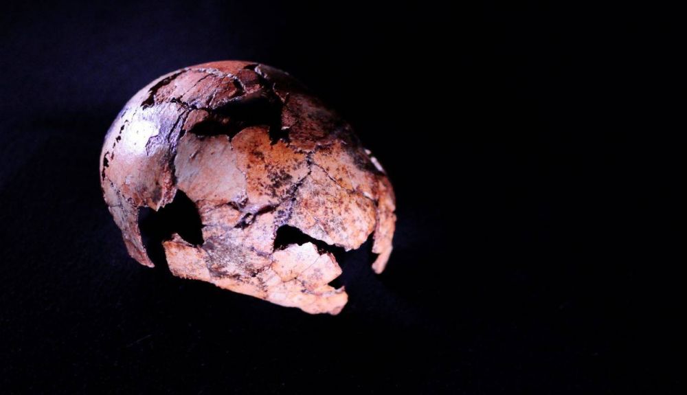Cráneo reconstruido de Homo erectus hallado en el yacimiento sudafricano de Drimolen Cráneo reconstruido de Homo erectus hallado en el yacimiento sudafricano de Drimolen