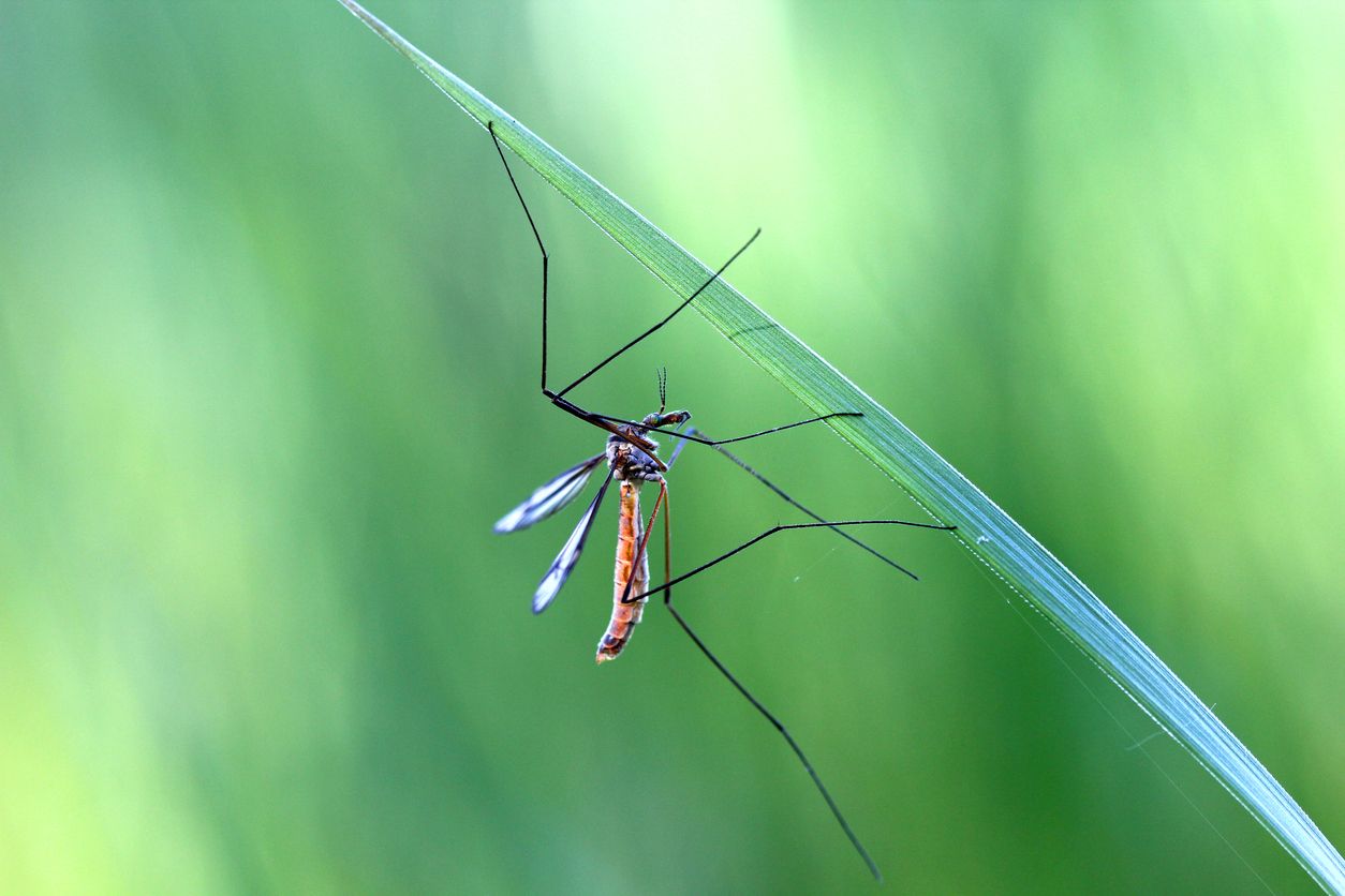 Es bueno de conocer los tipos de mosquitos más comunes. Foto: IStock.