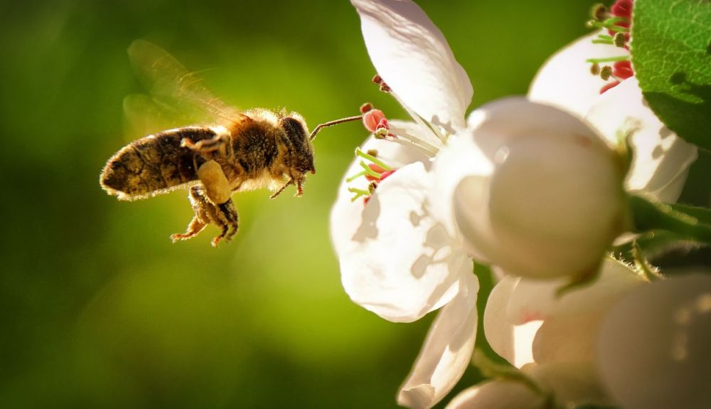 Los investigadores encontraron por priemra vez las feromonas en las abejas.