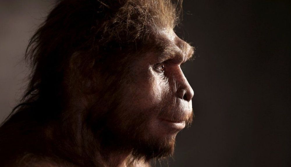 El homo erectus El homo erectus