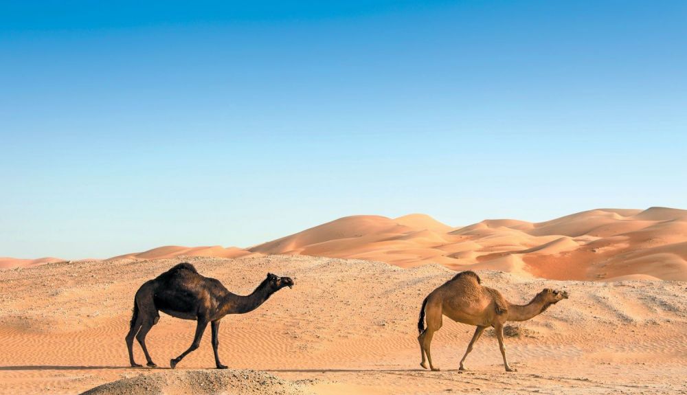Los camellos en el desierto se adaptan a la escasez de agua. Los camellos en el desierto se adaptan a la escasez de agua.
