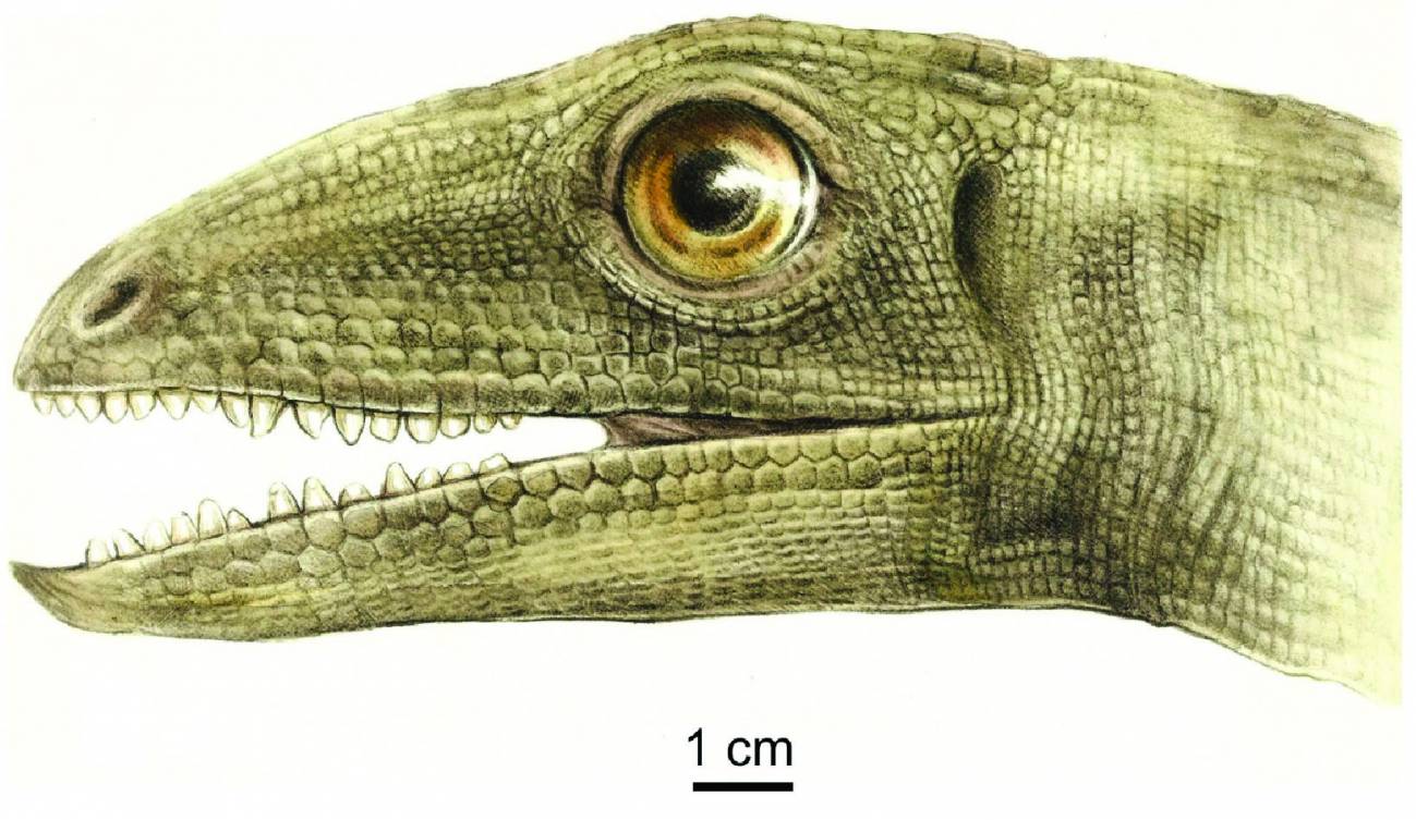 Pariente de dinosaurio Pariente de dinosaurio