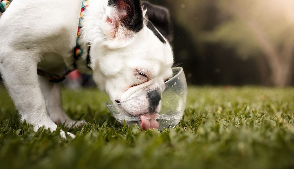 mascotas calor 210705 03 mascotas calor 210705 03